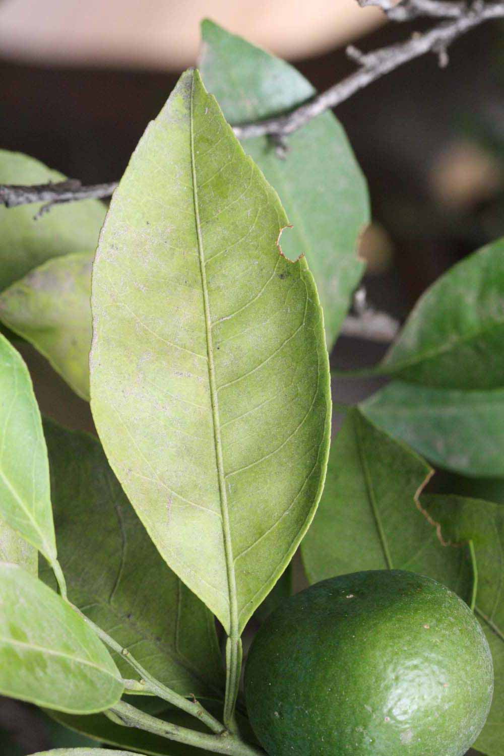              Unifoliolate leaf (Riverside, CA)       